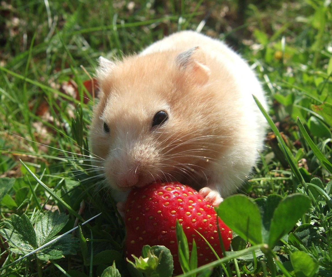 Terapia de trastornos alimenticios