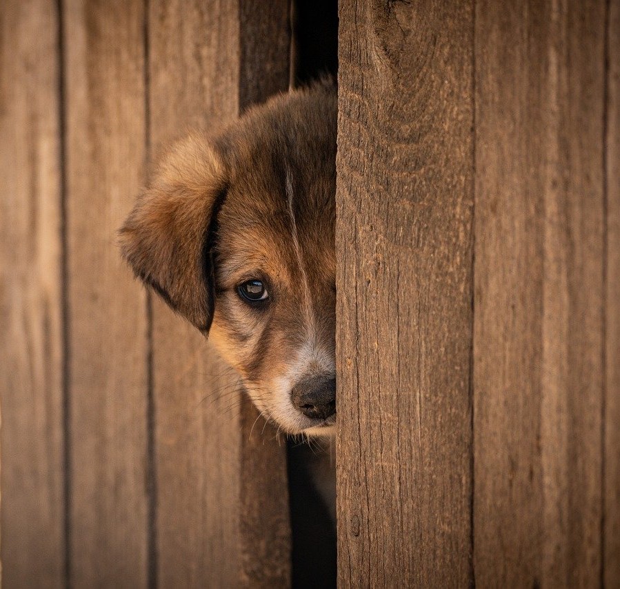 Timidez y aislamiento